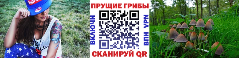 Псилоцибиновые грибы Psilocybe  Ртищево 